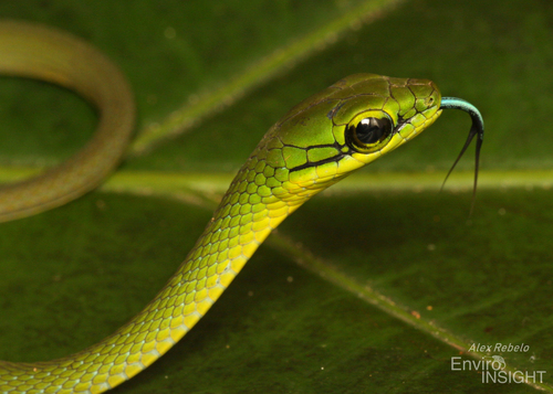 Emerald Snake
