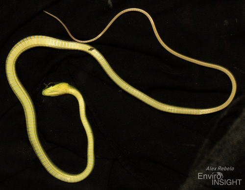 Emerald Snake