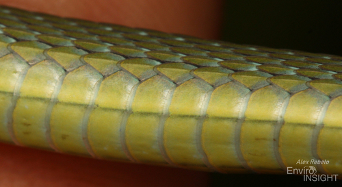 Emerald Snake