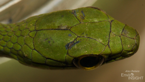 Emerald Snake