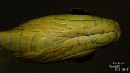 Emerald Snake
