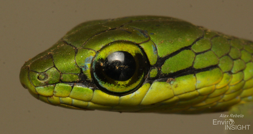 Emerald Snake