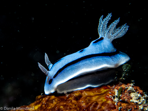Chromodoris Nudibranch