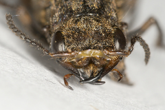 Ontholestes tessellatus