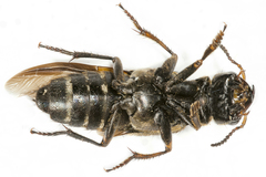 Ontholestes tessellatus
