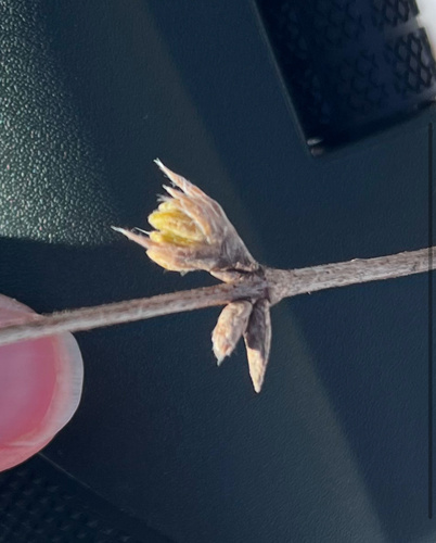 Chèvrefeuille des haies (Lonicera xylosteum) — photo 3