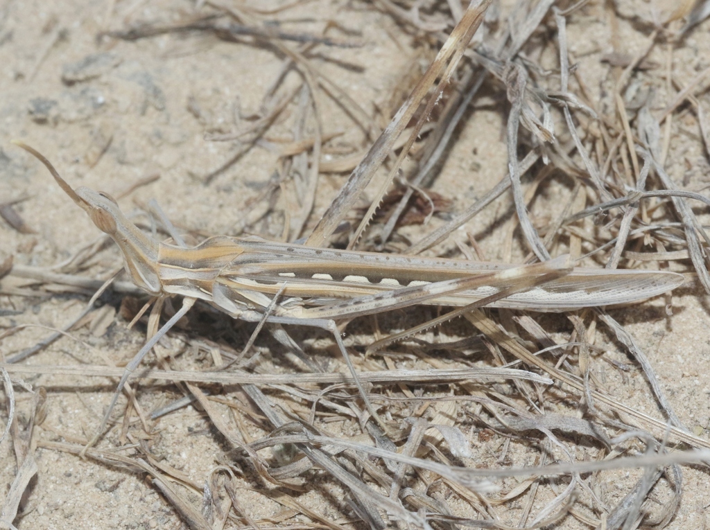 Truxalis conspurcata