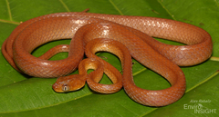 Short-Snouted Tree Snake photo 1