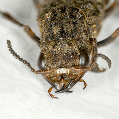 Ontholestes tessellatus