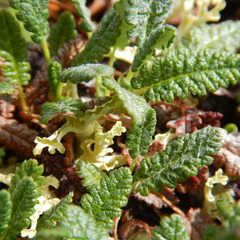 Dryas ajanensis