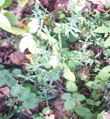 Galium intermedium, photograph Николай Соболев, CC BY, iNaturalist via GBIF