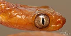Short-Snouted Tree Snake photo 4