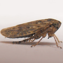 Euscelis maculipennis