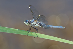 Libellula comanche