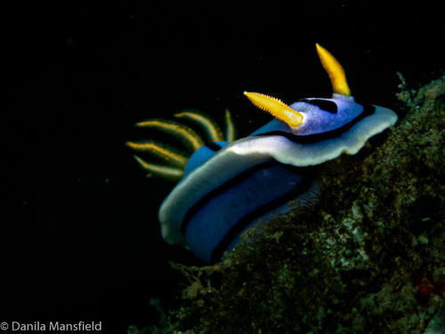 Photo of Anne's chromodoris (Chromodoris annae)