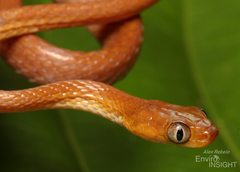 Short-Snouted Tree Snake photo 3