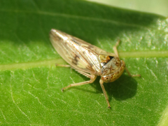 Rhytidodus