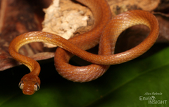Short-Snouted Tree Snake photo 2