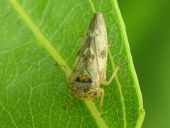 Rhytidodus