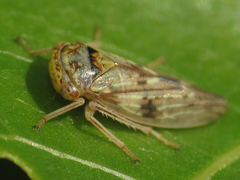 Rhytidodus
