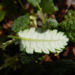 Dryas ajanensis