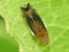 Scaphytopius majestus