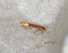 Labdia citracma