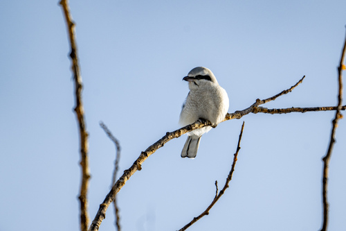 Northern Shrike