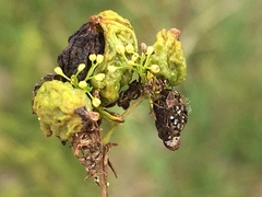 Aceria galiobia
