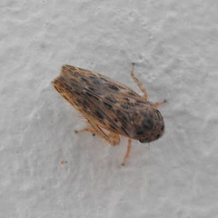 Euscelis variegatus