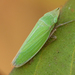 Draeculacephala - Photo (c) C. Mallory,  זכויות יוצרים חלקיות (CC BY-NC), הועלה על ידי C. Mallory