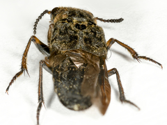 Ontholestes tessellatus