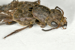 Ontholestes tessellatus