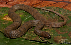 African Brown Water Snake photo 3