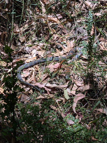 Tiger Snake sighting
