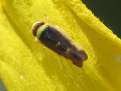 Colladonus montanus reductus