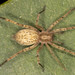 Arañas Fantasmas Espinosas - Photo (c) solomon v. hendrix, algunos derechos reservados (CC BY-NC), subido por solomon v. hendrix