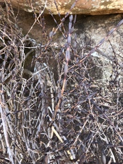 Myrothamnus flabellifolius