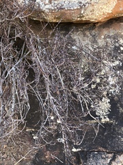 Myrothamnus flabellifolius