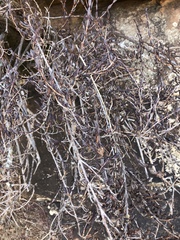 Myrothamnus flabellifolius