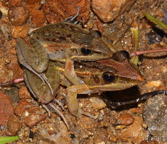Kassewe Grassland Frog photo 1
