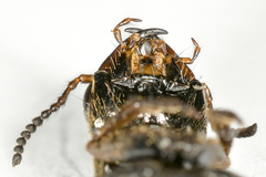 Ontholestes tessellatus