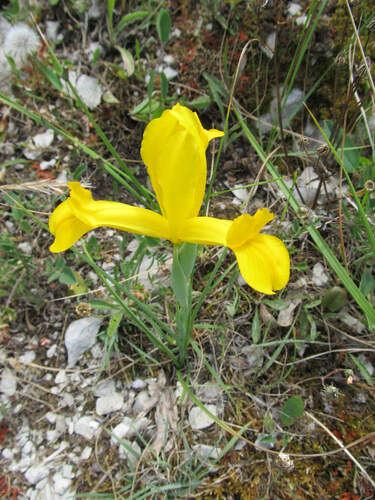 Spanish iris (Iris xiphium)