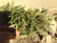 Cryptogramma cascadensis