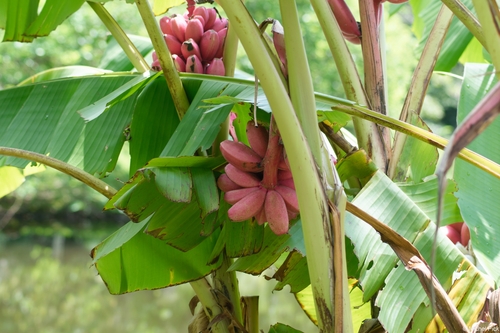 Musa velutina