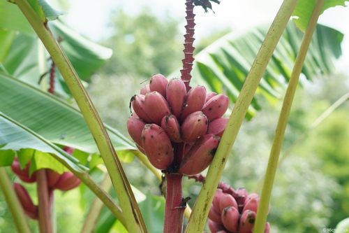 Musa velutina