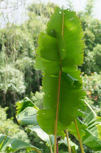 Musa velutina