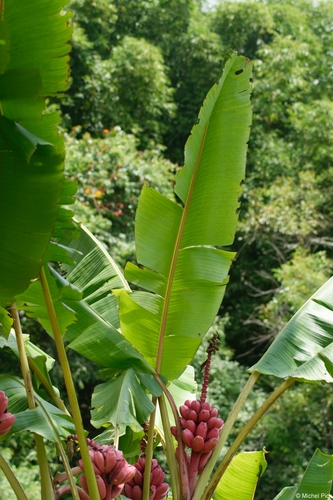 Musa velutina