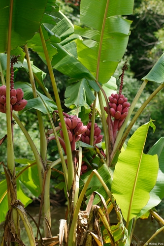 Musa velutina