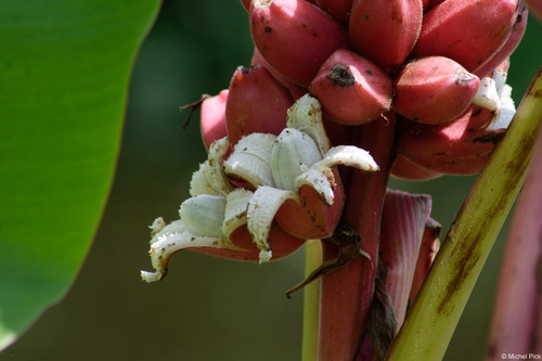 Musa velutina